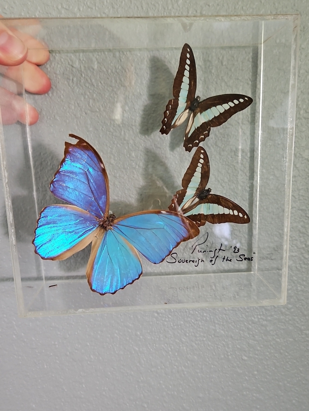 Framed Blue Morpho Butterfly Wall Accent - 1993
